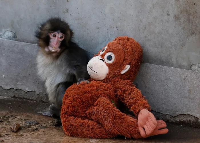 Videos and pictures of a little macaque and his stuffed best friend have been going viral on social media. Punch has the entire world in awe.